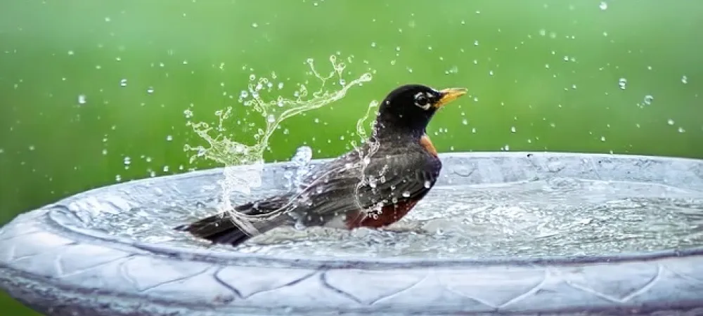 bird in a bird bath